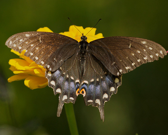 Black Swallowtail on Yellow Zinnia