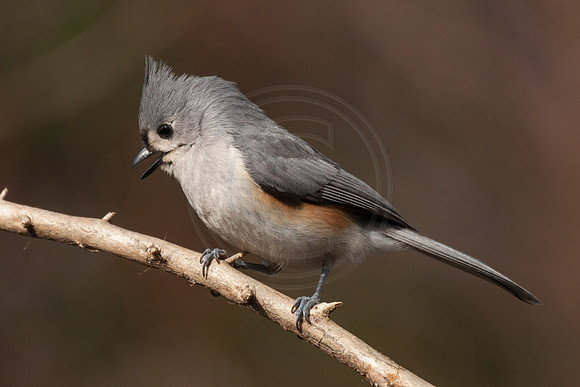 Talking Titmouse