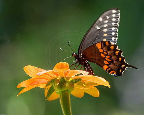 Black Swallowtail on Sithonia 2015