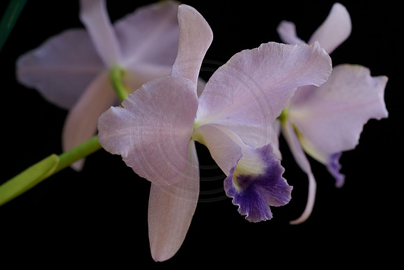 Blue Cattleya