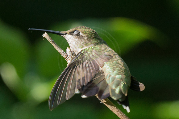 Hummingbird Yoga 2014