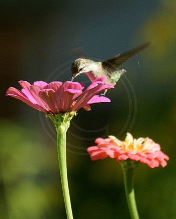 Hummingbird on Pink Zinnia