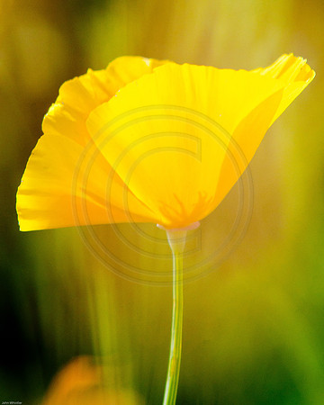Yellow Poppy