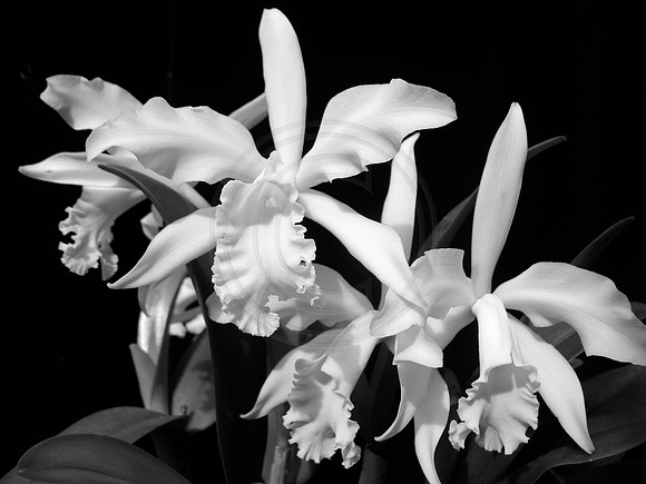 White Cattleya in Black and White
