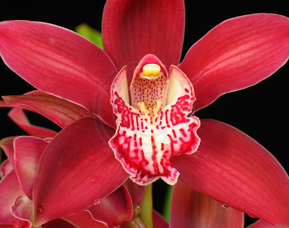 Red Cymbidium