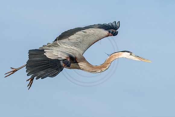 Great Blue Heron In Flight 2014