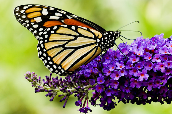 Monarch on Black Knight butterfly bush