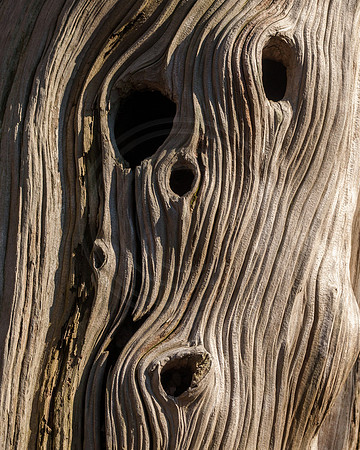 Ghost Cedar