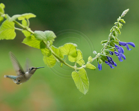 Hummingbird and Curvy Blue Salvia