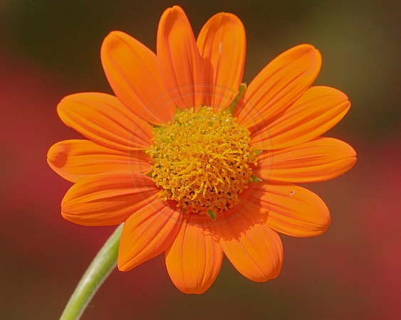 Tithonia Face