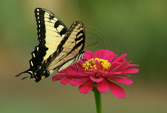 Tiger Swallowtail on Red Zinnia
