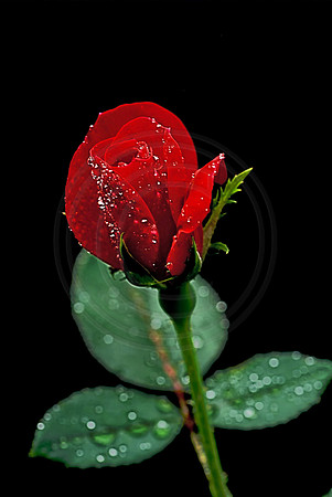 Knock Out Rose