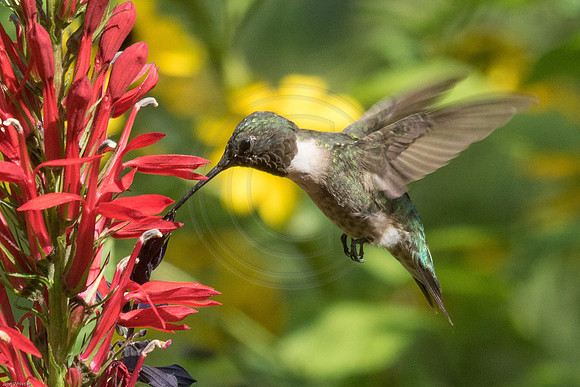 Ruby Throat on Lobelia 2 2016