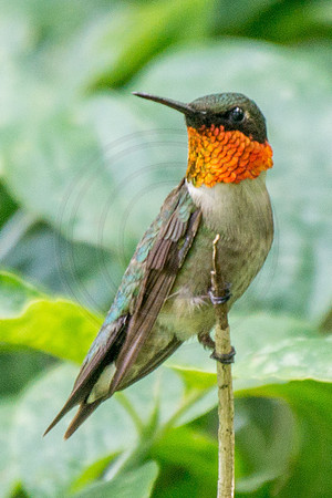 Flaring Ruby Throat 2014