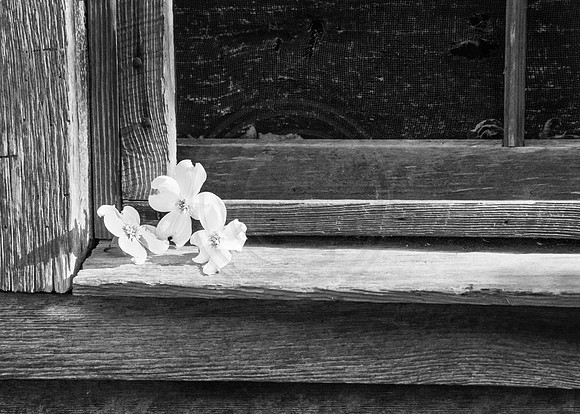 B&W Dogwood Flowers in Window Sill