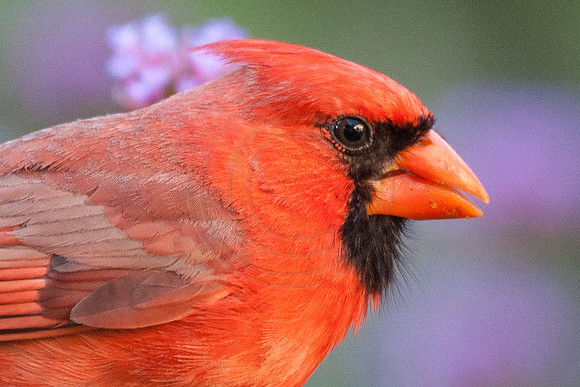 Male Cardinal Verbena Background