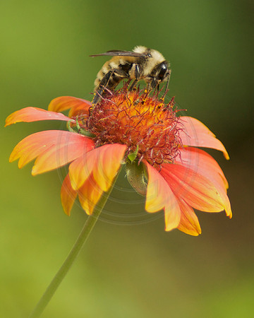 Bee on Gaillardia