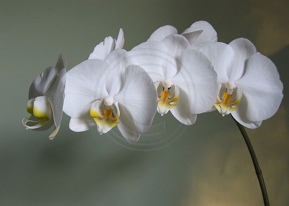 White Phal