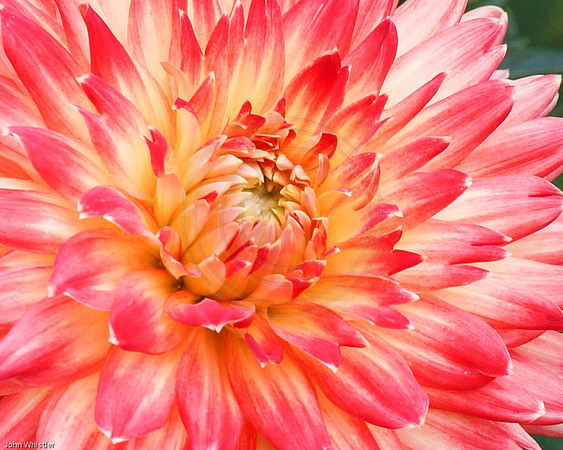 Red and Yellow Dahlia 2012