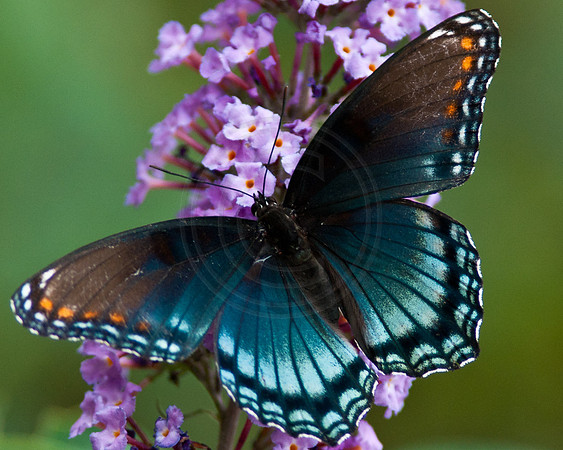 Red Spotted Purple Butterfly on Butterfly Bush