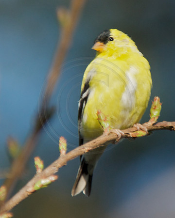 Goldfinch on Crepe Myrtle Twig