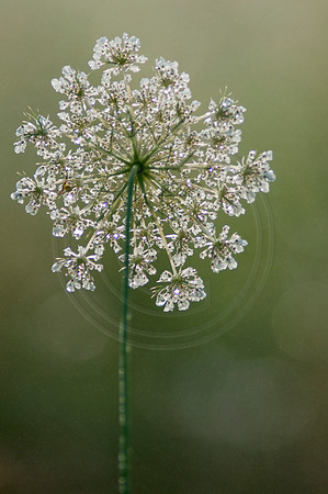 Queen Anne's Lace In the Morning