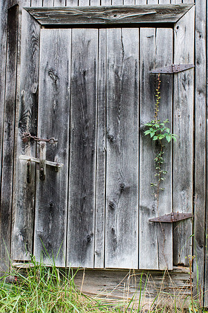Barn Door and Virginia Creeper