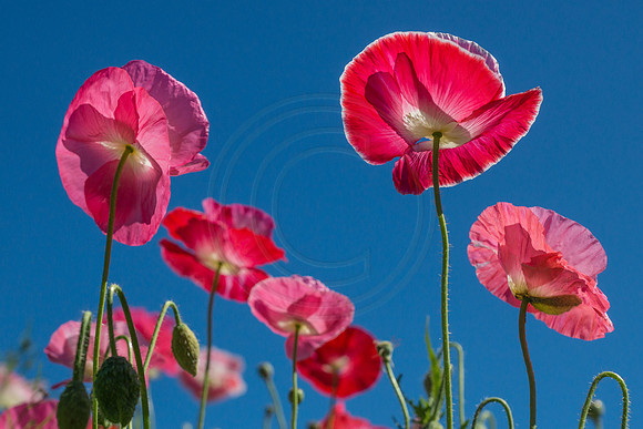 Poppies and Blue Sky 2014