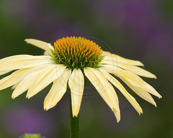 Sunrise Echinacea Purple Background