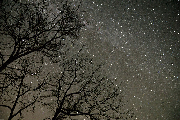 Milky Way through Trees 2016