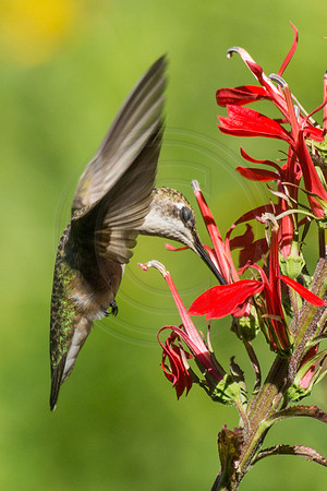 Hummingbird in Cardinal Flower Eyes Closed 2 2014