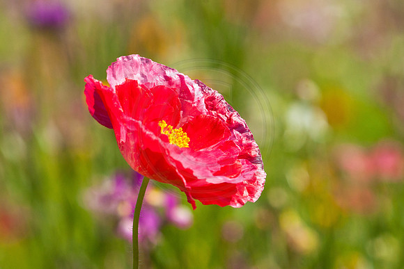 Red Poppy 2014