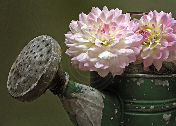 Dahlias in Watering Can