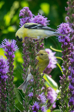 Goldfinch Pair on Liatris 2014