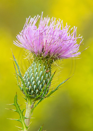 Thistle and Goldenrod Background