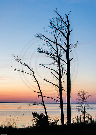 Tree Silhouette Sunset