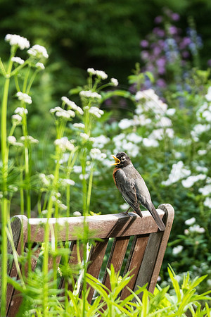 Robin on Garden Chair 2016