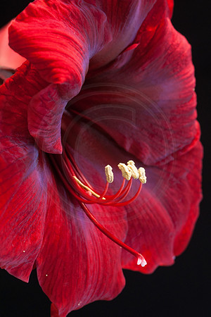Red Pearl Amaryllis 2014