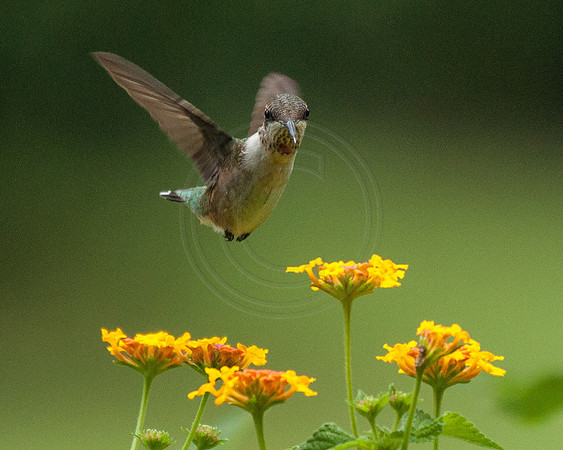 Hummingbird and Lantana Miss Huff 2014