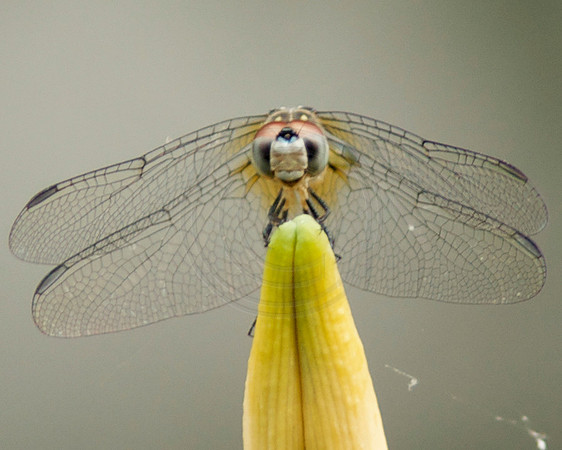 Dragonfly on Daylily Head On