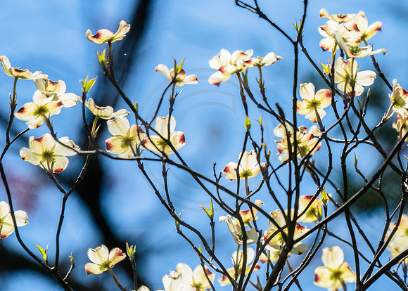 Dogwood Flowers Spring 2017
