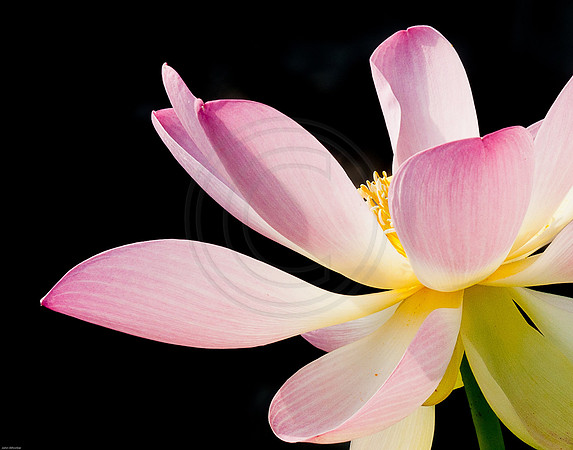Lotus against shadow