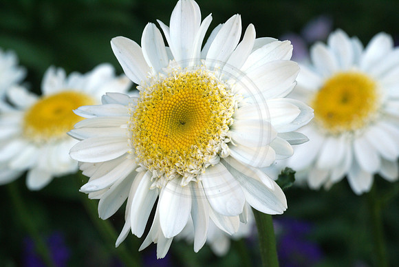 Three Becky Daisies