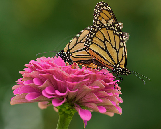 Monarch Mating on Pink Zinnia