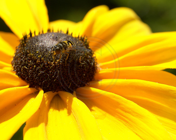 Bee on Black Eyed Susan