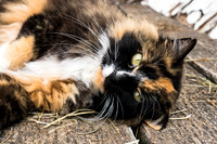 Calico Barn Cat 2017