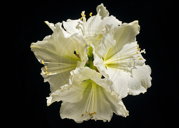 White Amaryllis