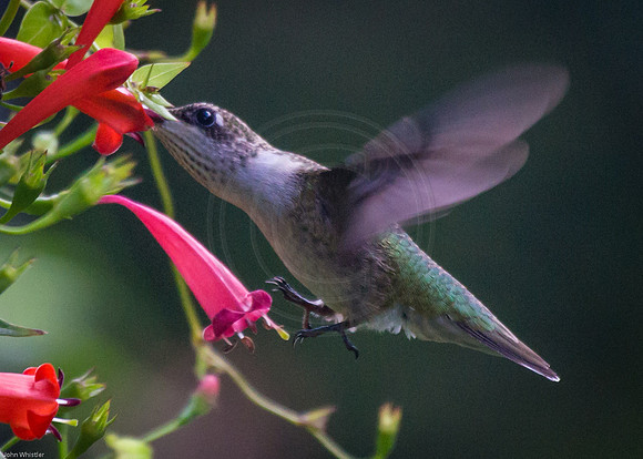 Hummingbird in Firecracker Vine 2