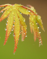 Japanese Maple Leaves After a Rain