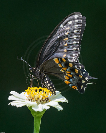 Black Swallowtail on White Zinnia 2016